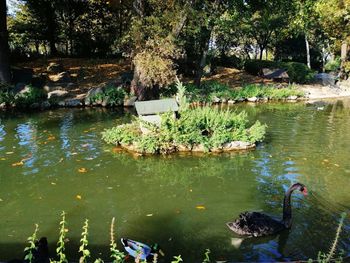 View of ducks swimming in lake