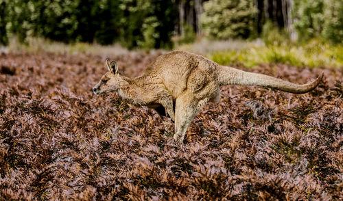 Hopping kangaroo