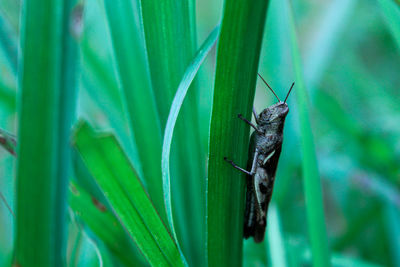 Close-up of insect on plant