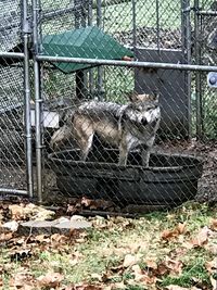 Cat in cage seen through chainlink fence