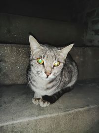 Close-up portrait of tabby cat sitting on floor