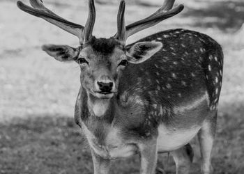 Portrait of deer standing on field