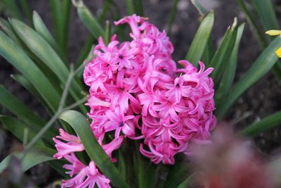 Close-up of pink flowers