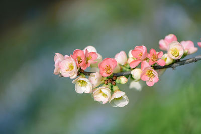 Close-up of pink flowers on tree