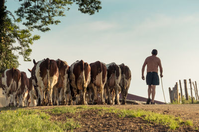 Farmer leading his herd of cows to the barn