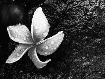 High angle view of raindrops on leaf