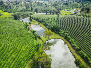 agriculture