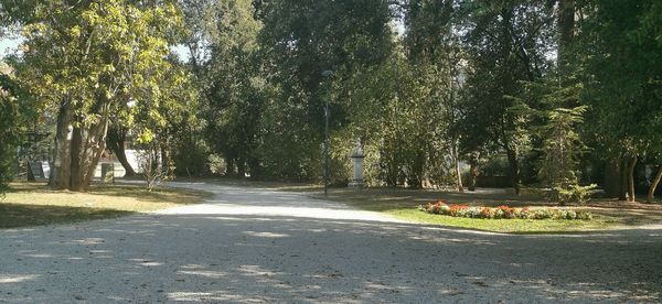 Road amidst trees in city