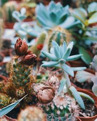 Close-up of succulent plant on field