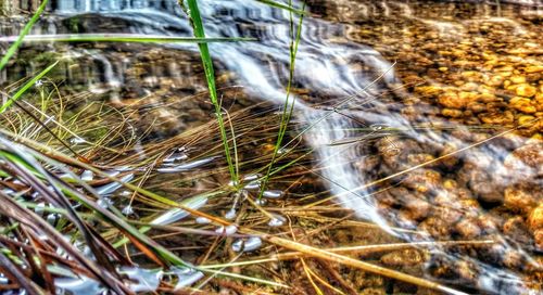 Close-up of grass against blurred background