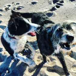 Dog on sand at beach