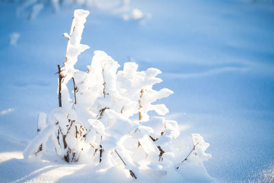 Close-up of snow on land against sky