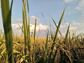 Close-up of wheat field against sky