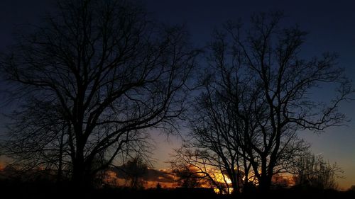 Low angle view of bare trees against sky at night