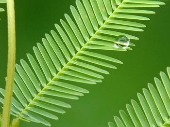 Close-up of green leaves