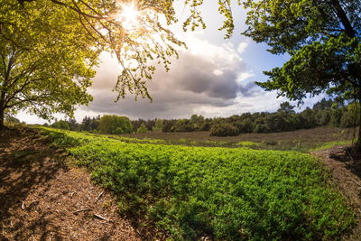 Scenic view of field against sky