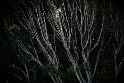 Trees growing in the dark