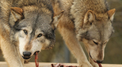 Close-up of wolves feeding on prey