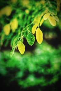 Close-up of yellow flowering plant leaves