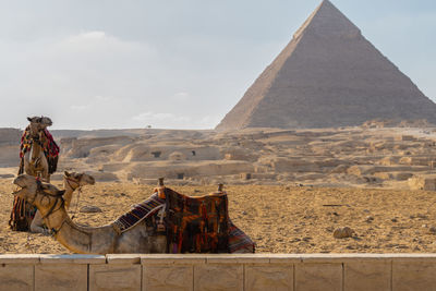 Landscape with camels in the foreground and pyramid of chephren in the background