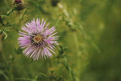 Close-up of purple thistle flower