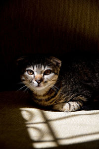 Portrait of cat sitting on table