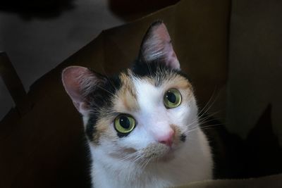 Close-up portrait of cat