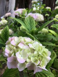 Close-up of flowers blooming outdoors