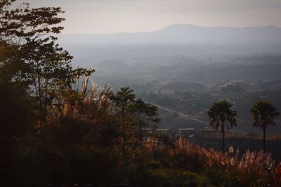 High angle view of trees on landscape against sky