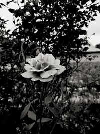 Close-up of white flowering plant