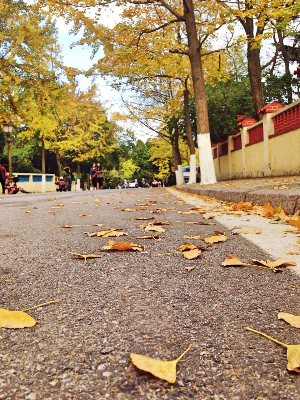 tree, autumn, change, leaf, transportation, season, yellow, road, fallen, street, the way forward, leaves, asphalt, day, surface level, park - man made space, incidental people, nature, falling, outdoors
