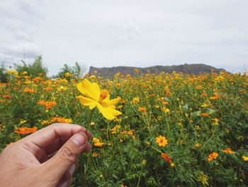 Close-up of hand holding yellow flowers on field