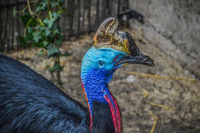 Close-up of a peacock