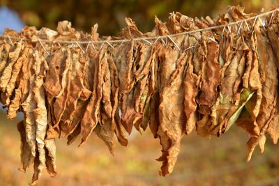 Close-up of dry leaves hanging outdoors