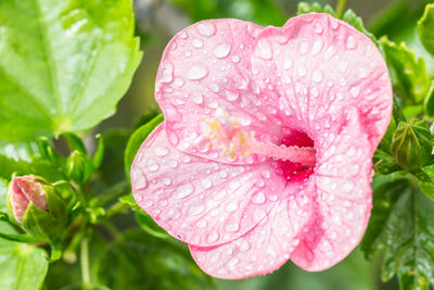 Close-up of wet pink hibiscus