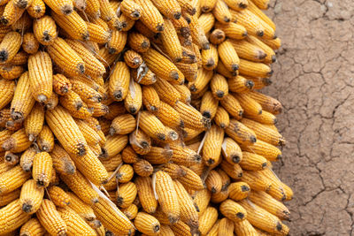 High angle view of stack of plant