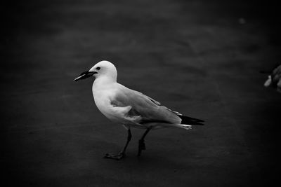 Close-up of bird perching