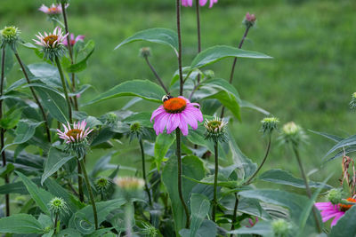 Close-up of pink flowering plant