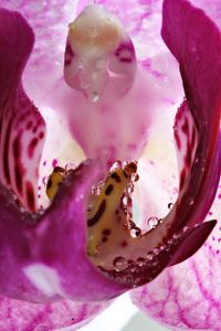 Close-up of pink rose flower