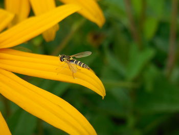 Close-up of insect on yellow flower