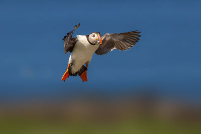 Puffin holding fish while flying against clear sky