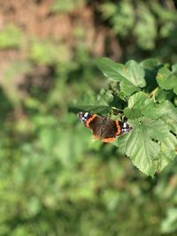 Butterfly on leaf