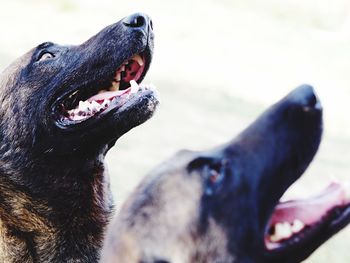 Close-up of dog