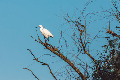 Low angle view of bird perching on bare tree against sky