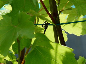 Close-up of insect on plant