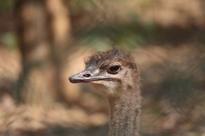 Close-up of lizard