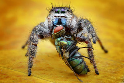 Close-up of spider