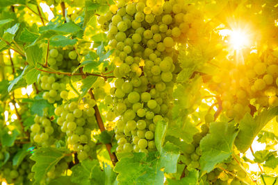 Grapes growing in vineyard