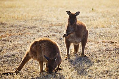 Grazing kangaroos