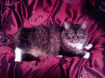 Close-up portrait of cat lying on bed